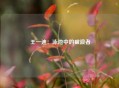  王一迪：泳池中的破浪者