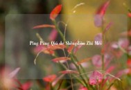 Pīng Pāng Qiú de Shēngdiào Zhī Měi