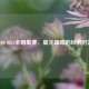2010 NBA全明星赛，星光璀璨的经典对决