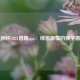 美洲杯2021直播app：绿茵激情的数字窗口