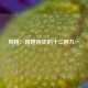 刘翔：跨越历史的十二秒九一