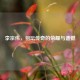 李宗伟，羽坛传奇的荣耀与遗憾