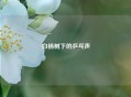 白杨树下的乒乓声