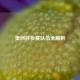 美洲杯参赛队伍全解析