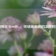 即时比分90分vs：终场哨响前的决胜时刻