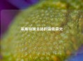 莱斯特城主场的蓝色荣光