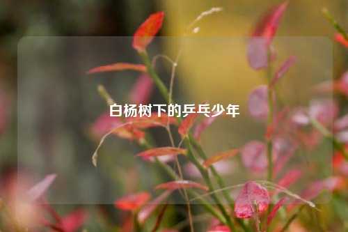 白杨树下的乒乓少年
