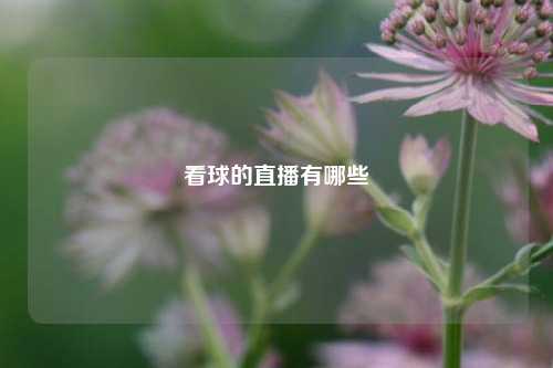 看球的直播有哪些